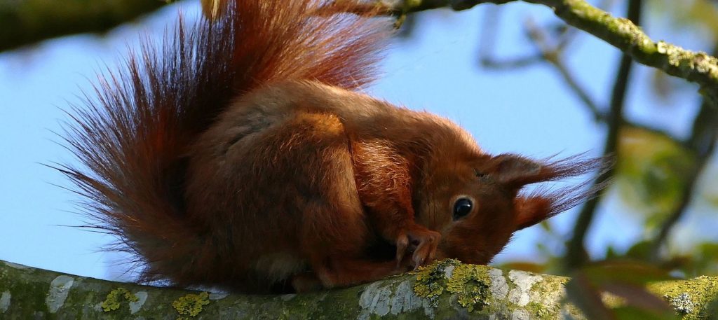 Red Squirrels in The Highlands of Scotland