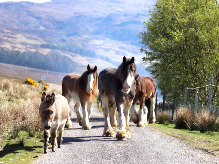Clydesdales on the Croft