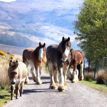 highland-horses