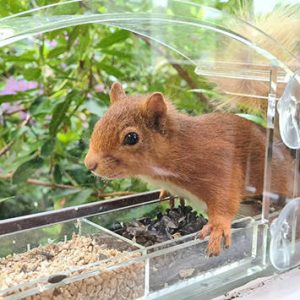 red-squirrel-visitor-2 optimised
